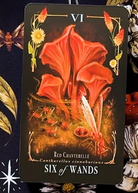 Midnight Magic: A Tarot Deck of Mushrooms